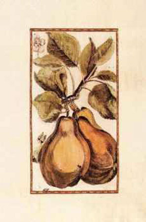 Antique Pear I by Joyce Combs Pricing Limited Edition Print image
