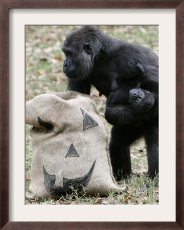 Sukari, An 8-Year-Old Mother Gorilla, Rummages Through A Trick Or Treat Bag by John Amis Pricing Limited Edition Print image