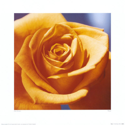Rose by Ella Doran Pricing Limited Edition Print image