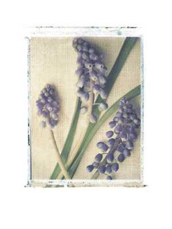 Grape Hyacinth by Deborah Schenck Pricing Limited Edition Print image