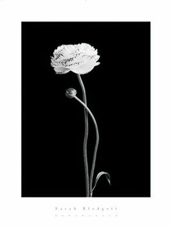 Ranunculus by Sarah Blodgett Pricing Limited Edition Print image