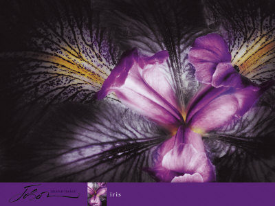 Iris by Joson Pricing Limited Edition Print image