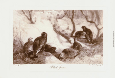 Black Game by Archibald Thorburn Pricing Limited Edition Print image