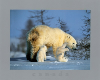 Polar Bear Family by Marion Pricing Limited Edition Print image