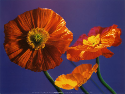 Pop Poppies by Sophie Chevallier Pricing Limited Edition Print image