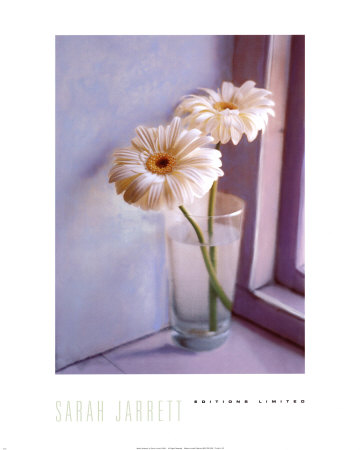 White Gerberas by Sarah Jarrett Pricing Limited Edition Print image