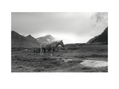 Grazing Together, Lofoten Islands by Andreas Stridsberg Pricing Limited Edition Print image