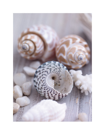 Shells And Pebbles by Lauren Floodgate Pricing Limited Edition Print image