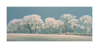 Oak Trees by Carol Sharp Pricing Limited Edition Print image