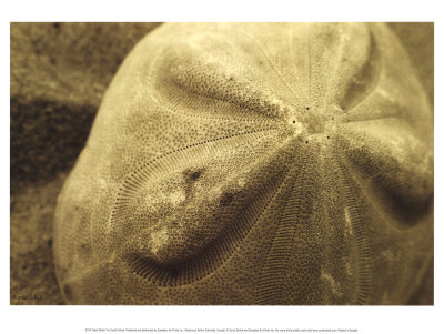 Sand Dollar by Cyndi Schick Pricing Limited Edition Print image