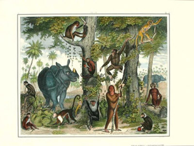 African Animals I by G. Heck Pricing Limited Edition Print image