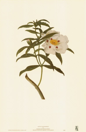 Cistus Ladaniferus by Georg Dionysius Ehret Pricing Limited Edition Print image