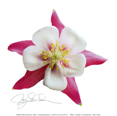 Pink Columbine by Jay Schadler Pricing Limited Edition Print image