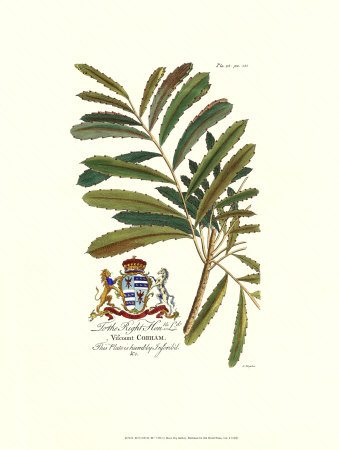 Royal Botanical Iii by Georg Dionysius Ehret Pricing Limited Edition Print image