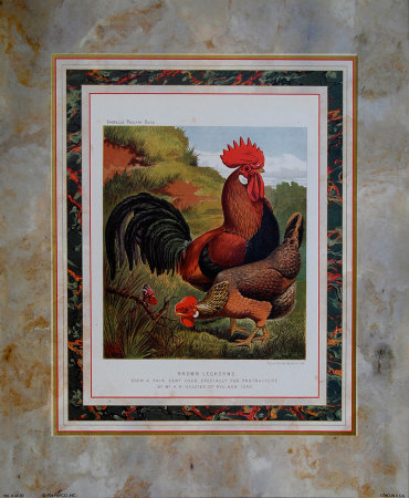 Brown Leg Horn by Cassell's Poultry Book Pricing Limited Edition Print image