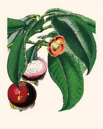 Mangosteen by Susan Davies Pricing Limited Edition Print image