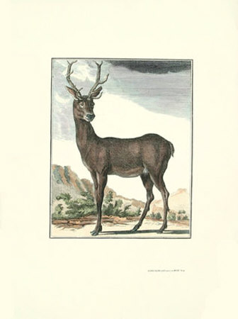 Stag I by Georges-Louis Buffon Pricing Limited Edition Print image