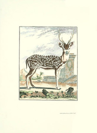 Stag Ii by Georges-Louis Buffon Pricing Limited Edition Print image
