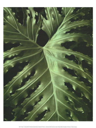 Tropica I by Boyce Watt Pricing Limited Edition Print image