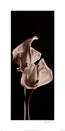 Lilies by Michael Harrison Pricing Limited Edition Print image