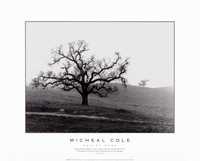 Valley Oaks by Micheal Cole Pricing Limited Edition Print image