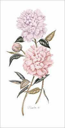 Peony Botanical 1 by Consuelo Gamboa Pricing Limited Edition Print image