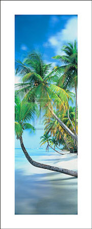 Palm Cove Ii by Peter Adams Pricing Limited Edition Print image
