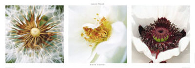 White Flowers by Laurent Pinsard Pricing Limited Edition Print image