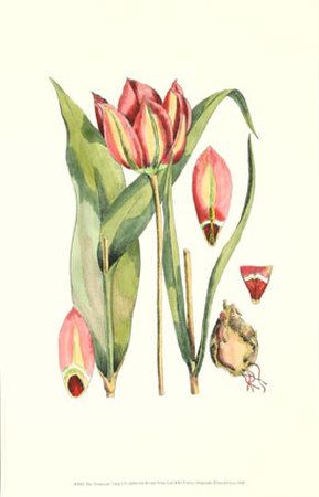 The Tenacious Tulip I by Samuel Curtis Pricing Limited Edition Print image