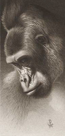 Silver Back, The Gorilla by Caldwell Pricing Limited Edition Print image