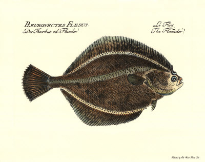 The Flounder by Franz Krueger Pricing Limited Edition Print image