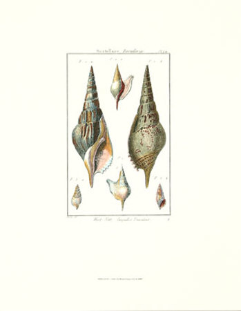Shells Iii by Daniel Diderot Pricing Limited Edition Print image