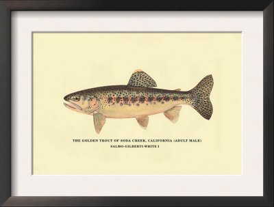 The Golden Trout Of Soda Creek by H.H. Leonard Pricing Limited Edition Print image