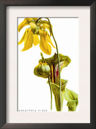 Sarracenia Flava by H.G. Moon Pricing Limited Edition Print image