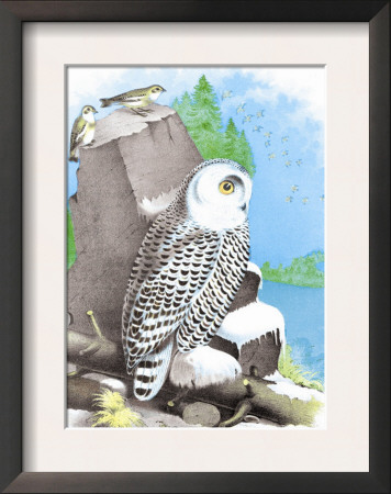 The Snow Owl by Theodore Jasper Pricing Limited Edition Print image