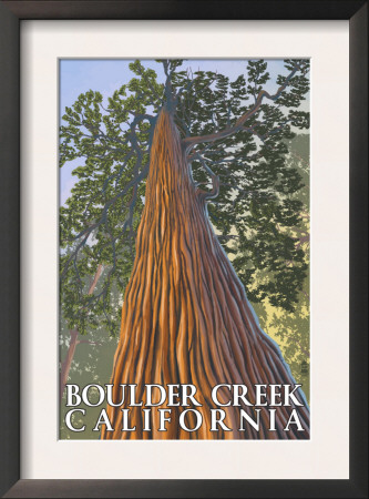 Boulder Creek, Ca - Looking Up Redwood, C.2009 by Lantern Press Pricing Limited Edition Print image