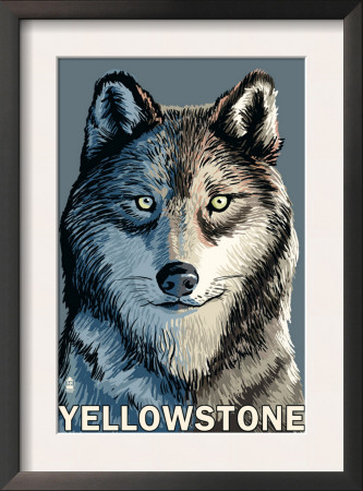 Wolf Up Close - Yellowstone, C.2009 by Lantern Press Pricing Limited Edition Print image