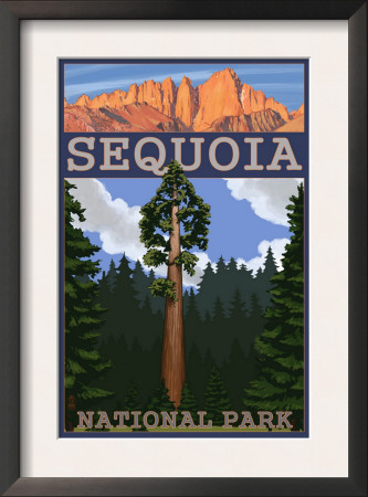 Sequoia Nat'l Park - Sequoia Tree And Palisades - Lp Poster, C.2009 by Lantern Press Pricing Limited Edition Print image