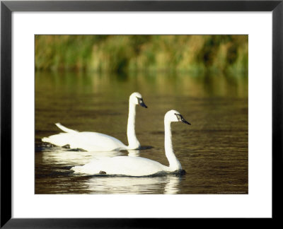 Two Trumpeter Swans, Yellowstone National Park, Wy by Elizabeth Delaney Pricing Limited Edition Print image