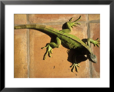 Green Iguana On Tile by Jacque Denzer Parker Pricing Limited Edition Print image