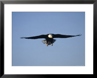 Bald Eagle In Flight, Ak by Lynn M. Stone Pricing Limited Edition Print image