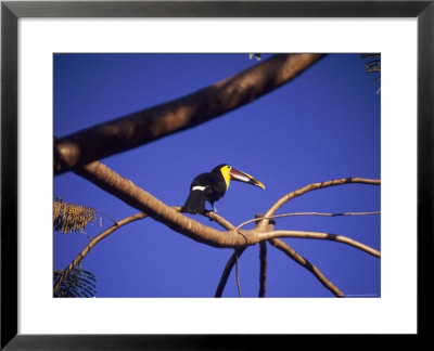 Toucan In Tree, Costa Rica by Grayce Roessler Pricing Limited Edition Print image