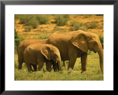 Mom And Child Elephants, Addo Elephant National Park, South Africa by Walter Bibikow Pricing Limited Edition Print image
