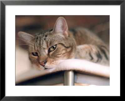 Close-Up Of Cat by Debra Cohn-Orbach Pricing Limited Edition Print image