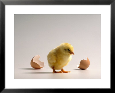 Newborn Chick With Cracked Eggshell by Peter Cross Pricing Limited Edition Print image