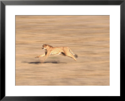 Cheetah Sprinting Across Grasslands by Don Grall Pricing Limited Edition Print image