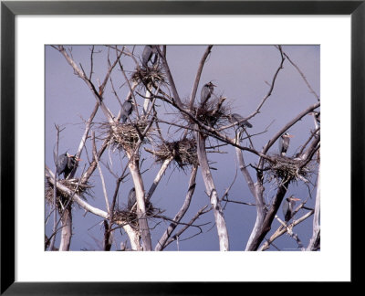 Great Blue Heron (Ardea Herodiasw) by Megan Meagher Pricing Limited Edition Print image