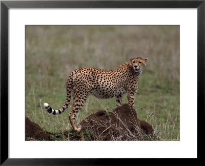Cheetah, Acinonyx Jubatas, Tanzania by Robert Franz Pricing Limited Edition Print image