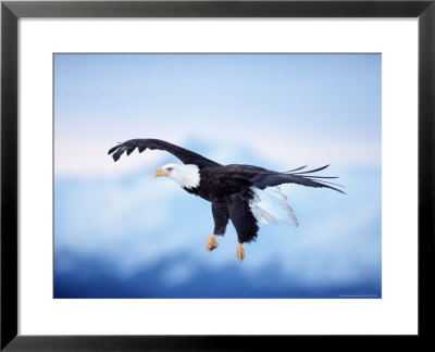 Bald Eagle, Haliaeetus Leucocephalus, Ak by Robert Franz Pricing Limited Edition Print image