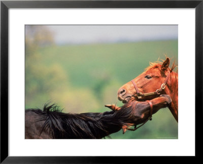 Thoroughbreds, Stone Farm, Ky by Henry Horenstein Pricing Limited Edition Print image